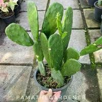 ราคา บล็อกบัสเตอร์ หูกระต่าย แคคตัส โอพันเทีย มาในกระถางใหญ่พร้อมตั้ง (1731695026314314772)