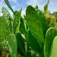 ราคา ใบโอพันเทีย หูกระต่าย ใบเสมา แคคตัส (1729932398433504061)