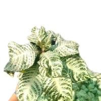 ราคา ต้นบุษราคัม ม้าลายด่าขาว #ต้นไม้ยอดฮิต #บุษราคัม # ต้นบุษราคัม # ต้นม้าลาย(Aphelandra squarrosa) ลายสวย กระถาง 6 นิ้ว #สโนว์ไวท์ (1731777849629247987)