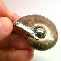 ราคา Ammonite pendant จี้ แอมโมไนต์เต็มตัว หอย แอมโมไนต์ หอยล้านปี จี้หอยแอมโมไนต์ คตหอย ใส่พกติดตัว เพิ่มพลัง แอมโมไนท์ สปอตสินค้า (1731843687033636851)