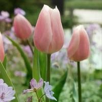 ราคา พร้อมส่ง หัวทิวลิป La Bella ดอกสีนู้ด Wanthai ขายหัวลิลลี่ ว่านสี่ทิศ ทิวลิปปลูก หัวดอกทิวลิป (1731400695533175815)