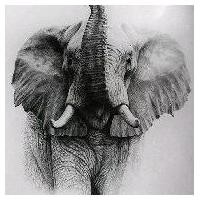 ราคา ภาพวาด ช้าง สีฝุ่น ขาว-ดำ 3,200 ซื้อ 1 แถม 1 (1732098794196142096)