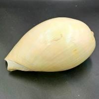 ราคา สังข์ทะนาน (ข้าวสาร) ชุดเจ้าสัว (1729614340640443190)