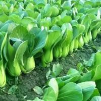 ราคา ผักกาดขาวปลีฝักเล็ก, สีเขียวเซี่ยงไฮ้, ผักสด, กะหล่ำปลีขนาดเล็ก, ทนต่อความหนาวเย็นและความร้อน, ผักกระถาง, 90% คะแนนเชิงบวก (1731224238208943520)