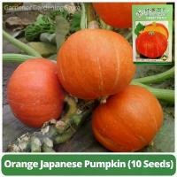 ราคา ของแท้ 100% เมล็ดพันธุ์ ฟักทองญี่ปุ่น เมล็ดฟักทองญี่ปุ่นสีส้ม บรรจุ 10 เมล็ด F1 Orange Japanese Pumpkin Seeds for Planting Vegetable Plants เมล็ดฟักทอง เมล็ดพันธุ์ผัก ผักสด ผักออ (1731459545906579879)