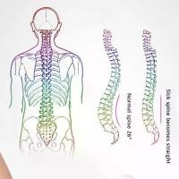 ราคา เปลหาม, พยุงเอว, นวด, อุปกรณ์ออกกำลังกาย, เพื่อการผ่อนคลายยืด, คู่ (1732000594533975074)