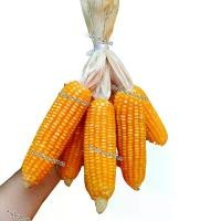 ราคา ข้าวโพดแห้ง ข้าวโพดตกแต่ง 6 ฝัก 35 บาท #อาหารนก อาหารไก่ (1730916901853694373)
