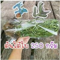 ราคา ต้นใต้ใบ ลูกใต้ใบ อาหารนก หญ้าใต้ใบ (1730999451179846536)