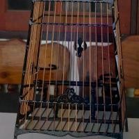 ราคา กรงนก 13 ซี่ ไม้ขาวดำ บากฟันปลา 2999 (1729930692818339845)