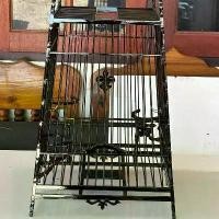 ราคา กรงนก 15ซี่ไม้ขาวดำทั้งใบ รหัส ล15 สาขานคร (1730612489336948741)