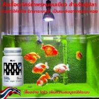 ราคา COD หัวเชื้อตะไคร่ สร้างตะไคร่ พรมขนเขียว สำหรับตู้ปลาทอง Goldfish Green algae Carpet ตะไคร่ ปลาทอง ตู้ปลา ปลา ปลาน้ำจืด ปลาสวยงาม รันชู อาหารปลา อาหารหอยต่างๆ (1732292735354308861)