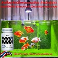 ราคา COD หัวเชื้อตะไคร่ สร้างตะไคร่ พรมขนเขียว สำหรับตู้ปลาทอง Goldfish Green algae Carpet ตะไคร่ ปลาทอง ตู้ปลา ปลา ปลาน้ำจืด ปลาสวยงาม รันชู อาหารปลา อาหารหอยต่างๆ (1732236763723368603)