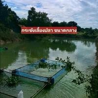 ราคา กระชังเลี้ยงปลา, กระชังน้ำ, อุปกรณ์เลี้ยงปลา, เกษตรกร, ประมงน้ำจืด, เลี้ยงปลานิล,เลี้ยงปลาดุก ตกปลา (1731183011435809265)