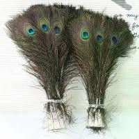 ราคา ขนนกยูง ตกแต่งแจกัน บ้าน หางหางนกยูง 50 ชิ้น (1732047587058616686)