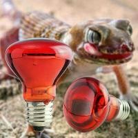 ราคา หลอดไส้สัตว์ปีก E27 UVA ไฟกลางคืนอินฟราเรด หลอดไฟให้ความร้อน มีให้เลือก 25/40/50/60/75/100W เหมาะสำหรับพืช สัตว์เลื้อยคลาน สัตว์เลี้ยง เหมาะสำหรับการให้อาหาร (1731499275462150078)