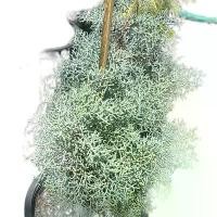 ราคา สนบลูไอซ์ เกล็ดหิมะ ทนแดด ใบสวย #Cupessus glaba 'Blue Ice' #ต้นสนสีบลูตัวท็อป กลิ่นหอม 8-11นิ้ว สวยมากกก (1731520470217034233)