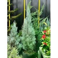 ราคา สนบลู สนไอซ์บลู สนใบฟ้า blue ice Blue Ice Pine สนบลูไอซ์ (1730961015431203274)