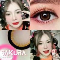 ราคา Sakura Brown,Gray คอนแทคเลนส์ตาโต ตัดขอบ Dia 14.5 ค่าน้ำ สูง 60% (1729589667930802572)