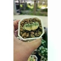 ราคา Lime green variegated_succulent echeveria haworthia cactus ไม้อวบน้ำ แคคตัส ฮาโวเทีย ไลทอป ที่นิยมมากที่สุด (1731756159953372305)