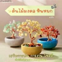 ราคา ต้นไม้ Office สายมู ตั้งโต๊ะ เสริมการงานเติบโต (ส่งด่วน มีกล่อง) ต้นไม้มงคล ไผ่กวนอิม ตั้งโต๊ะทำงาน Luxuary แต่งบ้าน (1732032865036896187)