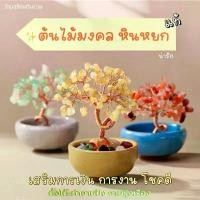 ราคา ต้นไม้ Office สายมู ตั้งโต๊ะ เสริมการงานเติบโต (ส่งด่วน มีกล่อง) ต้นไม้มงคล ไผ่กวนอิม ตั้งโต๊ะทำงาน Luxuary แต่งบ้าน สินค้าแนะนำ (1732182077884303283)