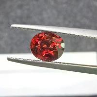 ราคา พลอย โกเมนเเดง แท้. Natural Red Garnet. |1.50 cts (การัต) | 6 X 7.20 X 4.50 mm | 500฿ | G2 ขายดีประจำเดือนนี้ (1732087957650441317)