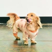 ราคา COD. (NEW!) Bug Guard All-In-One: Yellow Pretzel (Englisher Garten Series) - เสื้อ Cooling (กันแมลง)สำหรับสุนัข แบรนด์ munikund (1731974245242078854)