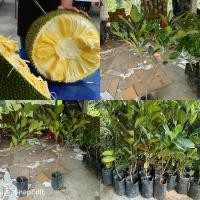 ราคา ต้นขนุนเจ33 Madu tekam yellow ไซส์สูง (1731248101054317634)