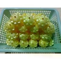 ราคา [เก็บเงินปลายทาง] เหรียญโปรยทานดอกมะลิดอกมะลิ ราคา/100 ดอก (ตัวเปล่า) หายโปรยทานใน งานแต่ง งานบุญ งานบวช และงานพิธีต่างๆ (1731954238249601211)