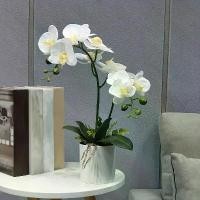 ราคา ดอกไม้ประดิษฐ์ กล้วยไม้สีขาวหม้อเมลามีน ดอกกล้วยไม้พลาสติกปลอม 1 ชิ้น เหมาะสำหรับตกแต่งบ้าน สำนักงาน งานแต่งงาน การจัดการสัมผัสจริง ตกแต่งห้อง ตกแต่งห้องสวยงาม ตกแต่งห้องนอน ของต (1731874528618251694)