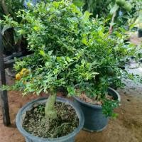 ราคา ต้น‍มะนาว (คา...) สีเหลือง. (1731606634553378728)