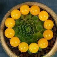 ราคา สร้อยข้อมืออำพัน ธรรมชาติ 108 เม็ด อำพันเก่า ไขมันเป็ด สีเหลือง ทุกเพศ (1732168265166390891)