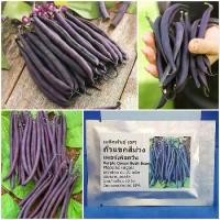 ราคา เมล็ดพันธุ์ ถั่วแขกสีม่วง (Purple Queen Bush Bean Seed) บรรจุ 20 เมล็ด คุณภาพดี ราคาถูก ของแท้ 100% (1729582826154068252)