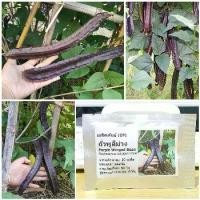 ราคา เมล็ดพันธุ์ ถั่วพูสีม่วง (Purple Winged Bean Seed) บรรจุ 10 เมล็ด คุณภาพดี ราคาถูก ของแท้ 100% (1730009236733659420)