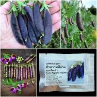 ราคา เมล็ดพันธุ์ ถั่วหวานสีม่วง, ถั่วลันเตาหวานสีม่วง Purple Magnolia Snap Pea Seed 20 เมล็ด คุณภาพดี ของแท้ 100% (1731748079702739228)