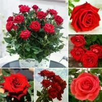 ราคา Red Rose Seeds for Planting (100 Pcs) กุหลาบหิน กุหลาบหิน Beautiful Romantic Flower Seeds Bonsai Gardening Seeds Indoor Outdoor Plants Seeds Real Live Plants for Sale เมล็ดดอกไม้ (1732027491658991682)