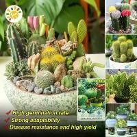 ราคา แคคตัสราคาถูก Random Cactus Seeds for Planting Rare Cactus Plant Seeds Flower Seeds for Planting Bonsai Seeds Indoor Air Purifying Succulent Plant เมล็ดพันธุ์ โอพันเทีย โอพันเทีย (1732041005643762659)