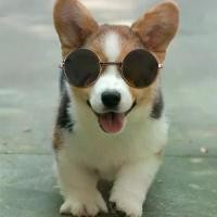 ราคา Discount แว่นตาสัตว์เลี้ยงสุนัขและแมว แว่นตากันแดดน่ารักๆ แฟชั่นน้องหมา อุปกรณ์เสริมสำหรับสัตว์เลี้ยง มีสีและลายให้เลือกทั้งหมด 6 แบบด้วยกัน พร้อมส่ง รสชาติดี (1731962919125616350)