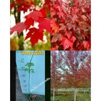 ราคา (1ต้น) ต้น อเมริกันเมเปิ้ล เมเปิ้ล ต้นเมเปิ้ล Acer Rubrum USA เมเปิ้ลแดงอเมริกา / ศรัณย์รักษ์ (1729757401071323477)