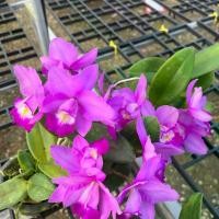 ราคา กล้วยไม้แคทลียา วาเลนไทน์ ดอกหอม ออกดอกทั้งปี (1731719020818565234)