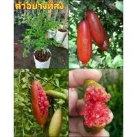 ราคา (2ต้น) ต้น มะนาวคาเวียร์ ลิตเติ้ลรูบี้ ต้นมะนาวคาเวียร์ มะนาวนิ้วมือ little ruby สีแดง / happy (1729734140549237077)