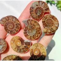 ราคา 1 Piece Natural Ammonite Fossil beautiful Polished Gemstone Healing Specimen Slice healing quartz home decoration gift สินค้าที่ขายดีที่สุดของเดือนนี้ (1732009313610598135)