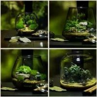 ราคา [COD] Bioloark - Bubble Cup Mini - Bio Bottle Terrarium จัดสวนในขวดแก้ว ขวดโดมแก้ว สวนขวด สวนจิ๋ว เทอทาเรี่ยม (1731468829936944141)