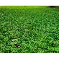 ราคา ขายส่ง 1 กิโลกรัม เมล็ดหญ้าไทเป หญ้ามาเลเซียแคระ Broadleaf Carpet Grass หญ้าสวนหย่อม สนามหญ้า หญ้า พันธุ์หญ้า ชนิดหญ้า หญ้าปูสนาม การปลูกหญ้า พืชตระกูลหญ้า เมล็ดพันธุ์หญ้า (1731535259600455435)