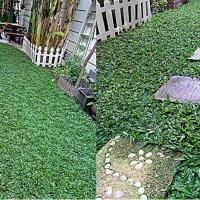 ราคา ขายส่ง 500 กรัม เมล็ดหญ้าไทเป หญ้ามาเลเซียแคระ Broadleaf Carpet Grass หญ้าสวนหย่อม สนามหญ้า หญ้า พันธุ์หญ้า ชนิดหญ้า หญ้าปูสนาม การปลูกหญ้า พืชตระกูลหญ้า (1731535224087938827)