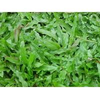 ราคา ขายส่ง 1 ปอนด์ เมล็ดหญ้ามาเลเซีย Tropical Carpet grass หญ้าเห็บ หญ้าไผ่ หญ้าปูสนาม สนามหญ้า เมล็ดพันธ์หญ้า ปูหญ้า ปูสนาม สนามหญ้าและสวน พืชตระกูลหญ้า บ้านและสวน (1731530449817732875)
