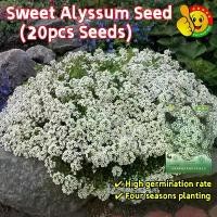 ราคา เมล็ดพันธุ์ ดอก อลิสซั่ม ไวท์สวีท White Sweet Alyssum Seeds Carpet of Snow Seeds White Alyssum Flower Seeds ดอกไม้ปลูกสวยๆ เมล็ดบอนสี ดอกไม้ปลูกสวยๆ เมล็ดพันธุ์ เมล็ดดอกไม้ ไม้ปร (1732128653662782605)