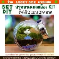 ราคา สินค้าแนะนำ สวนขวดแก้ว KIT-DIY ชุดจัดสวนในขวดแก้ว SET-B 219 บาท (1731991620695197562)