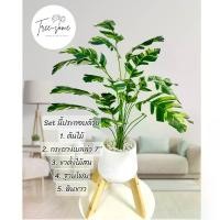 ราคา เบิร์ดด่าง กล้วยด่าง +กระถาง+ขาตั้ง เซตสุดคุ้ม ได้หมดนี้เลย ของตกแต่ง (1729622670779713854)