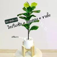 ราคา ไทรใบสัก ปลอม ยกเซ็ต ไทรใบสัก+กระถาง+ขาตั้ง ฟรีหินขาว ต้นไม้ปลอม ของตกแต่งห้อง มินิมอล ของตกแต่ง ของตกแต่ง ของตกแต่ง ของตกแต่ง (1729606934463875390)